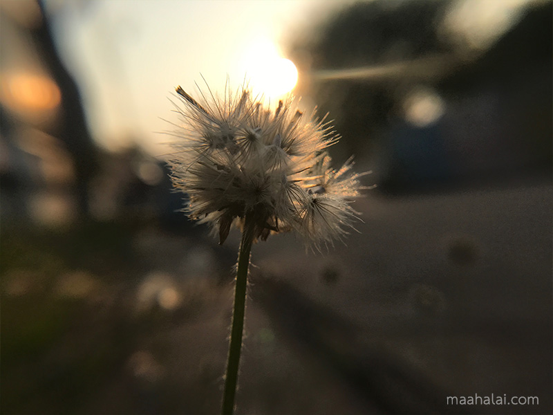 เลนส์เสริมมือถือ รุ่น HPLQ-025 คลิปเลนส์ 0.6X Wide-angle 15X Macro-lens