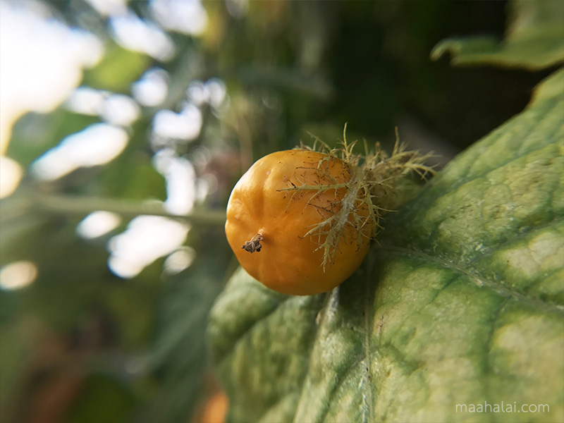 เลนส์เสริมมือถือ รุ่น HPLQ-025 คลิปเลนส์ 0.6X Wide-angle 15X Macro-lens