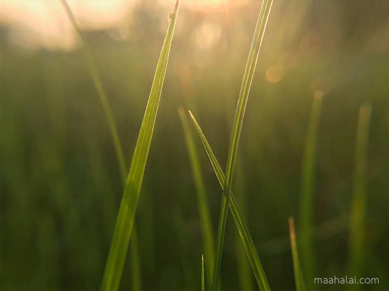เลนส์เสริมมือถือ รุ่น HPLQ-025 คลิปเลนส์ 0.6X Wide-angle 15X Macro-lens