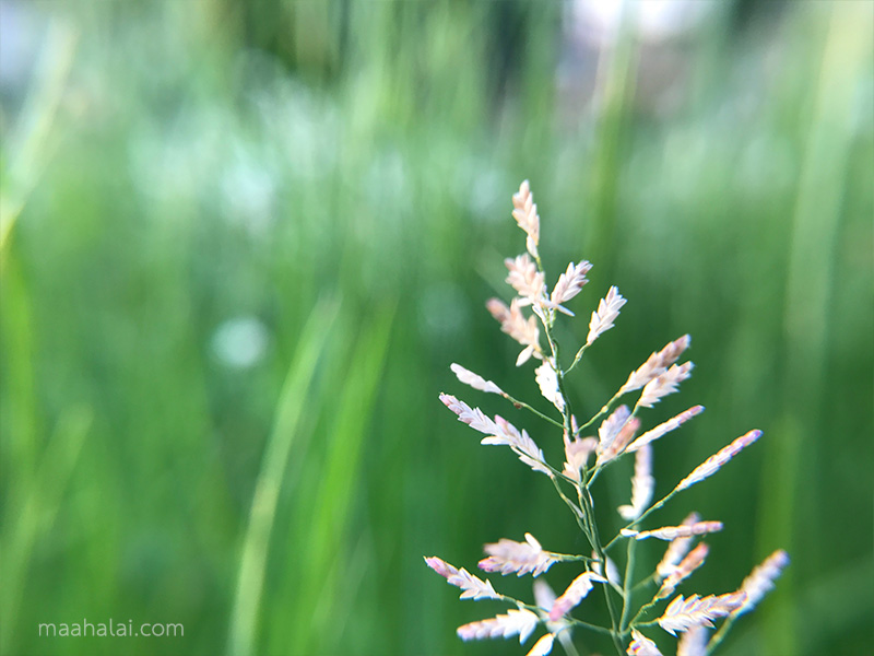 เลนส์เสริมมือถือ รุ่น HPLQ-025 คลิปเลนส์ 0.6X Wide-angle 15X Macro-lens
