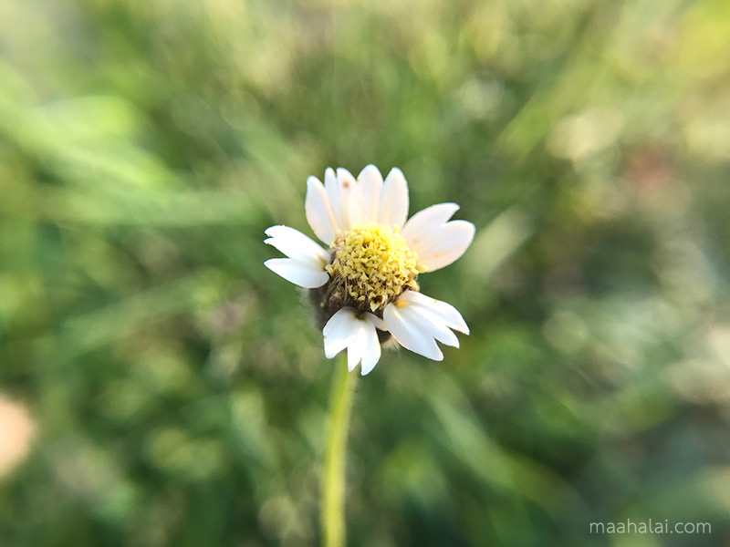 เลนส์เสริมมือถือ รุ่น HPLQ-025 คลิปเลนส์ 0.6X Wide-angle 15X Macro-lens